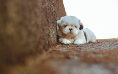 Selective Focus Photography of Shih Tzu at the Staircase