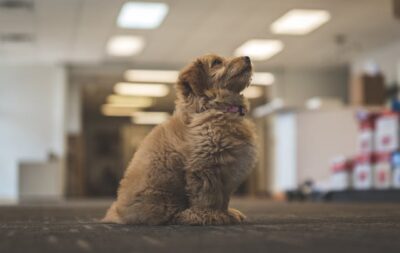 Side View of a Goldendoodle Looking Up