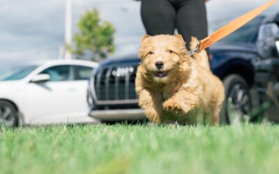 Goldendoodle Dog Running on a Grass Field