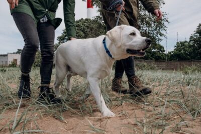 Labrador Retriever Walking on Grass Filed