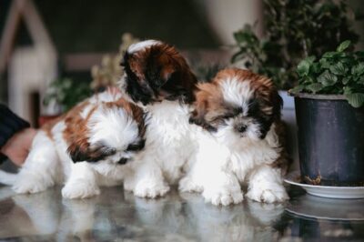 Shih Tzu puppies
