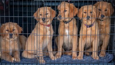 Dogs in Cage in Shelter