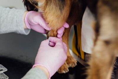 vet inserting syringe on dog