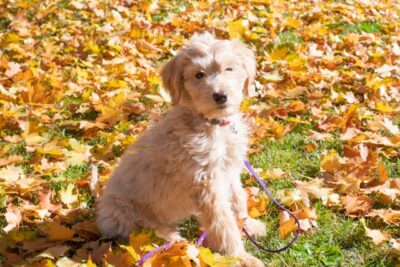 Photograph of a Goldendoodle Near Autumn