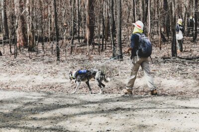 Person Walking With a Rescue Dog