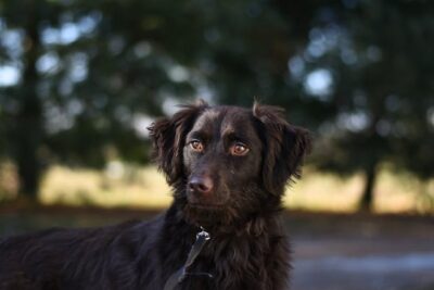 Close-up Photography of a Large Dog