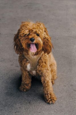 Close up of Cavapoo Dog