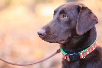 Selective Focus Photography of Adult Chocolate Labrador Retriever