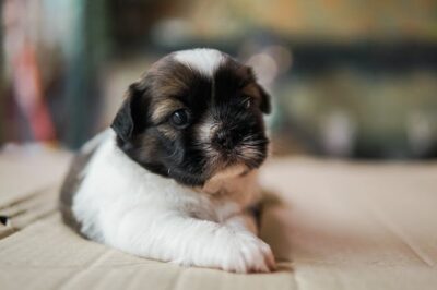 A Close-Up Shot of a Shih Tzu Puppy