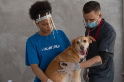 Vet Checking on a Dog