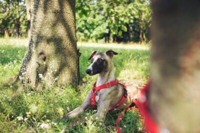 adjustable leash