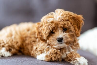 Close Up Photo of a Cavapoo dog