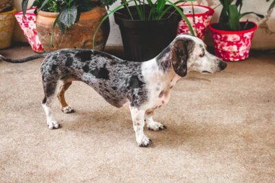 Dapple Dachshund in a room