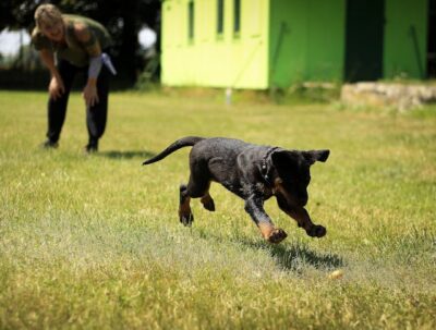 Puppy Training Classes Near Me