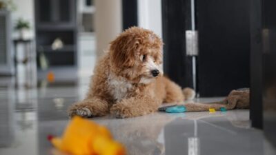 Goldendoodle Lying Down on Floor