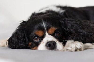 Cavalier King Charles Spaniel puppy on bed