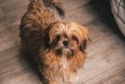 Brown Shih Tzu pup