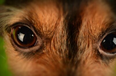 dog eyes