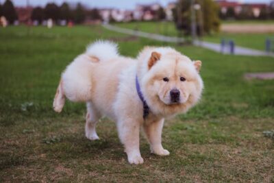 Chow Chow peeing