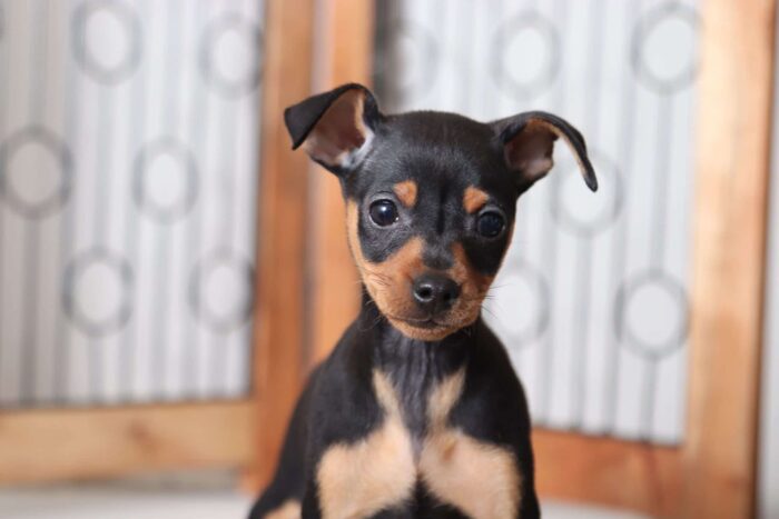 Stella - Astounding Female AKC Miniature Pinscher Puppy - Image 2