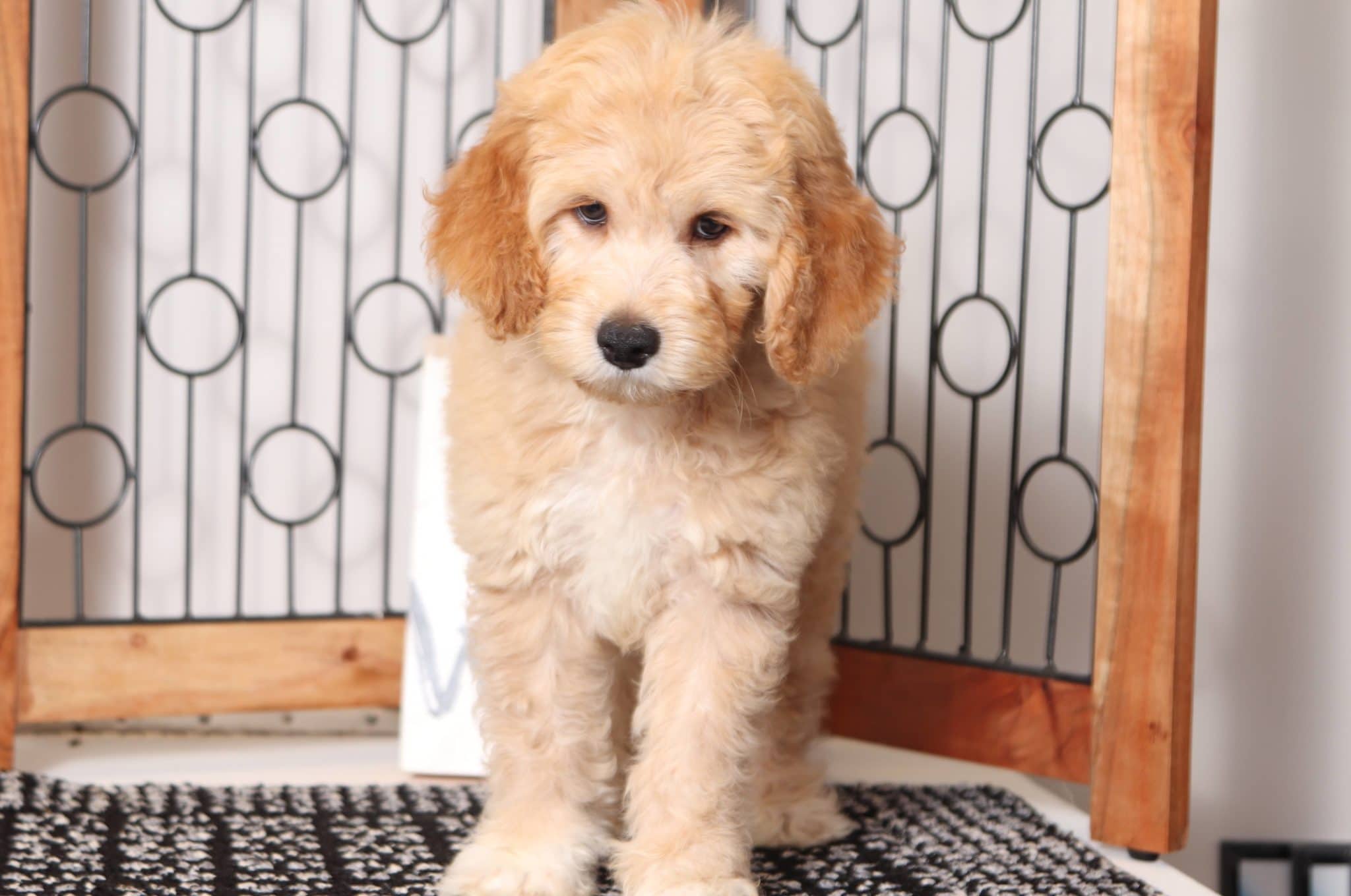 Phillip - Dashing Male F1B Mini Goldendoodle - Image 4