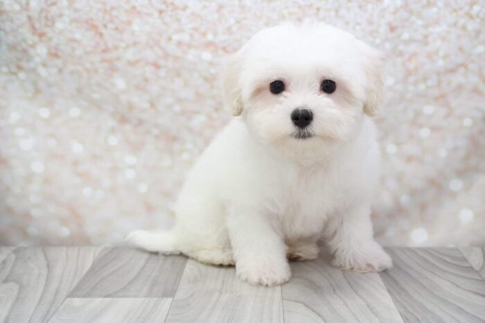 Phineas Awesome Little Male Maltipoo Puppy