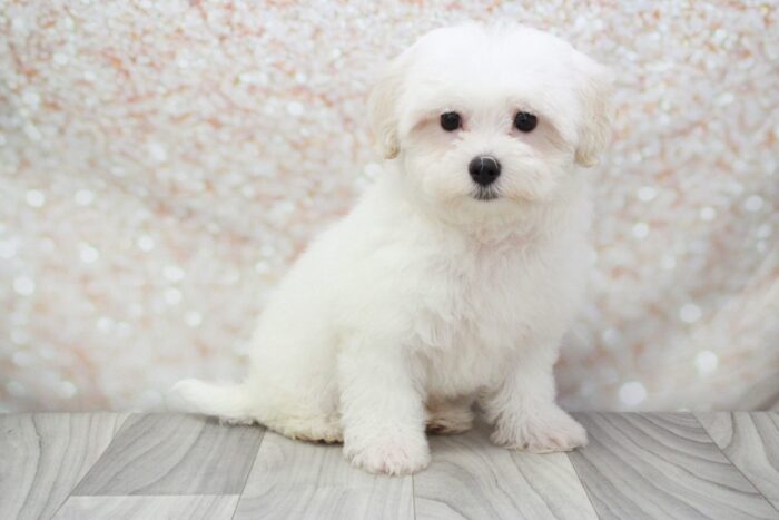 Phineas Awesome Little Male Maltipoo Puppy - Image 3