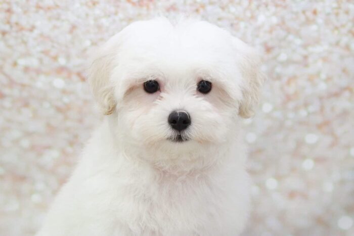 Phineas Awesome Little Male Maltipoo Puppy - Image 2