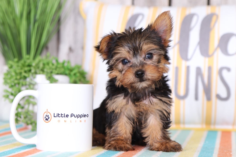 feline adoption center