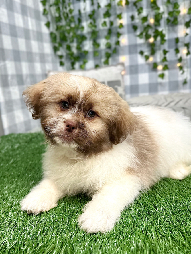 Phoenix - Tri Male Teddy Bear Puppy for Sale in Georgia - Image 2