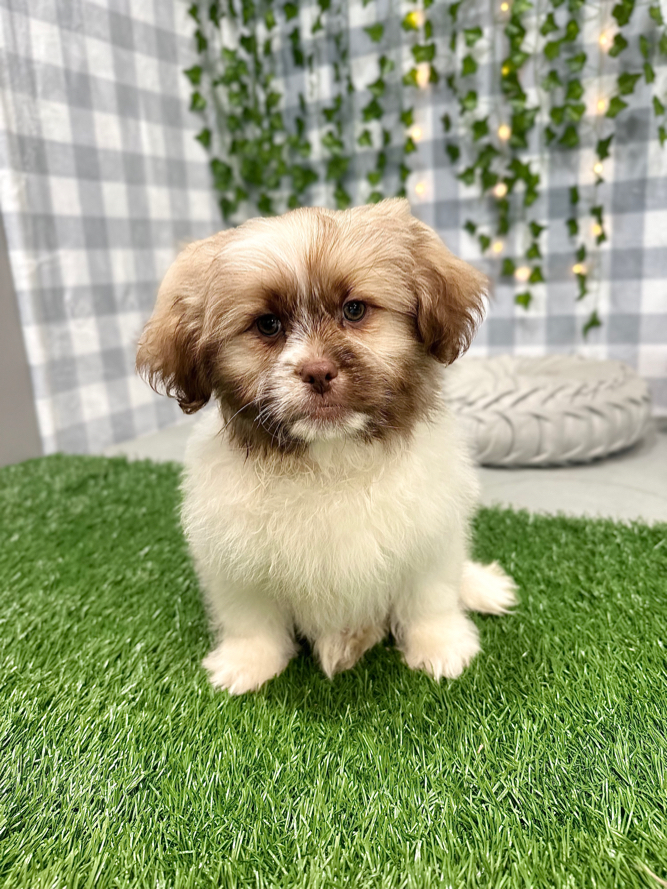 Phoenix - Tri Male Teddy Bear Puppy for Sale in Georgia - Image 3