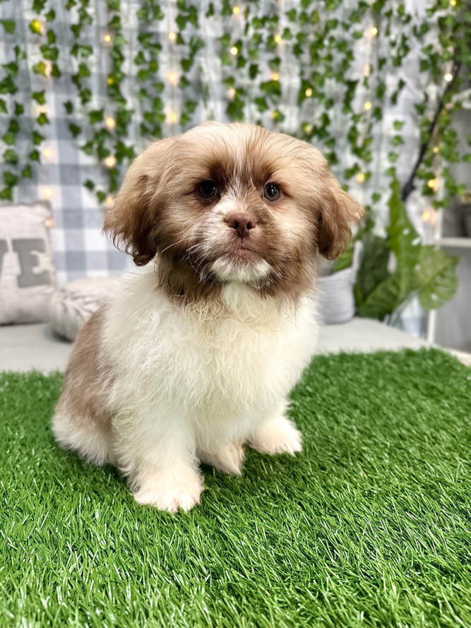 Phoenix - Tri Male Teddy Bear Puppy for Sale in Georgia - Image 4