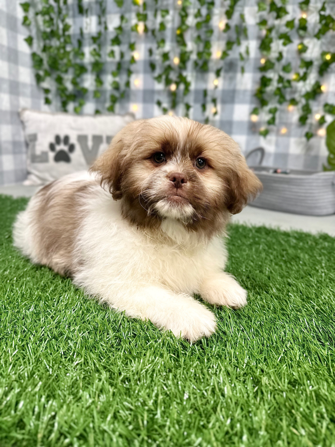 Phoenix - Tri Male Teddy Bear Puppy for Sale in Georgia - Image 5