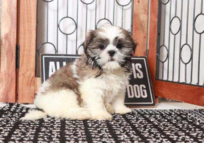 Pickle - Gentle Little ACA Male Shih-Tzu Puppy