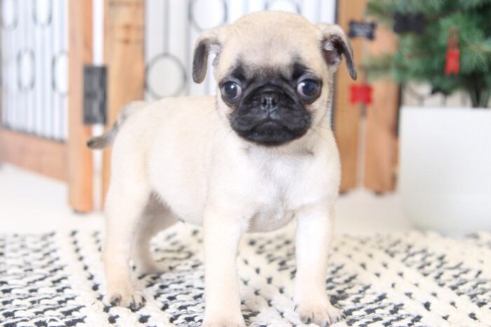 Pickle- Loving Little AKC Male Pug - Image 3