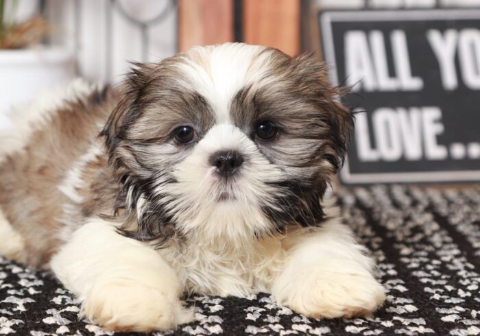 Pickle - Gentle Little ACA Male Shih-Tzu Puppy - Image 2