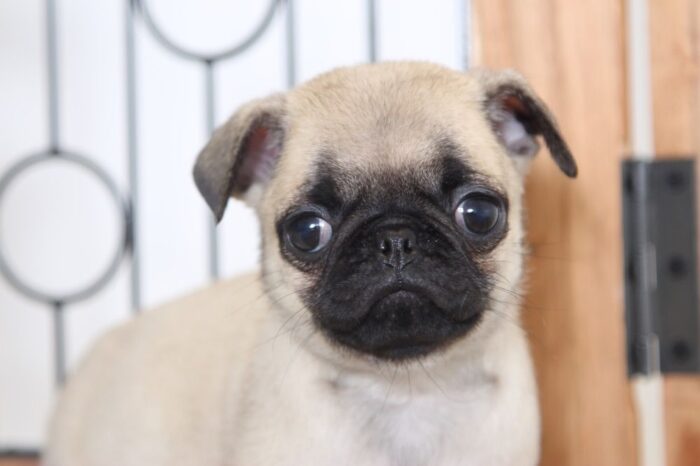 Pickle- Loving Little AKC Male Pug - Image 2