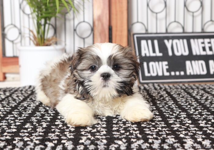 Pickle - Gentle Little ACA Male Shih-Tzu Puppy - Image 3