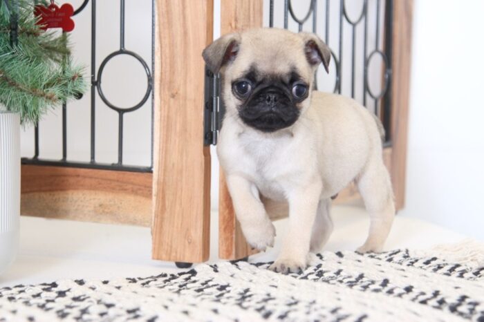 Pickle- Loving Little AKC Male Pug