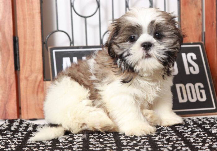 Pickle - Gentle Little ACA Male Shih-Tzu Puppy - Image 4