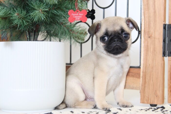 Pickle- Loving Little AKC Male Pug - Image 4