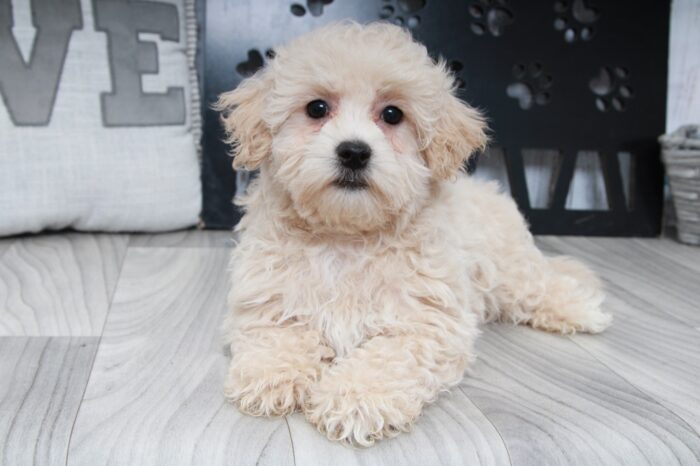 Pika- Outgoing Little Female Maltipoo Puppy