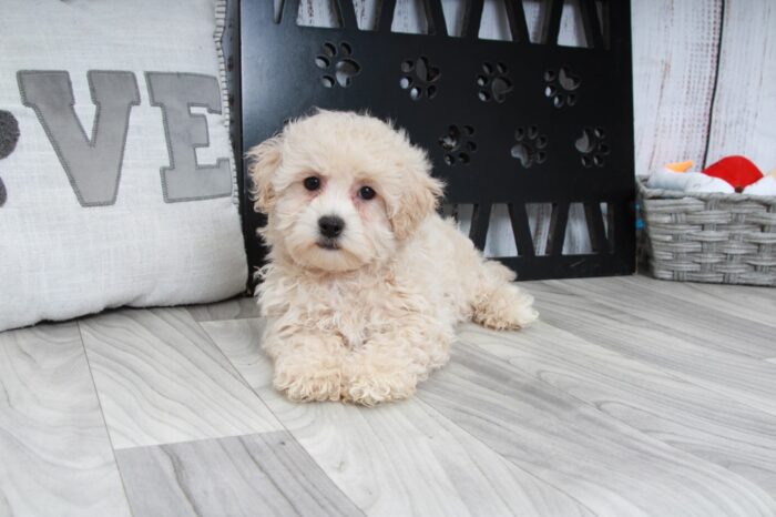 Pika- Outgoing Little Female Maltipoo Puppy - Image 2