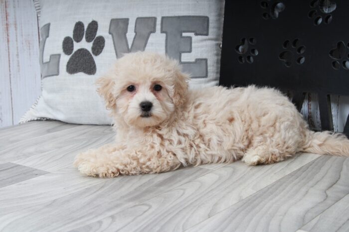 Pika- Outgoing Little Female Maltipoo Puppy - Image 4