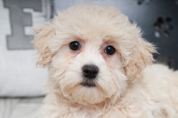 Pika- Outgoing Little Female Maltipoo Puppy - Image 3