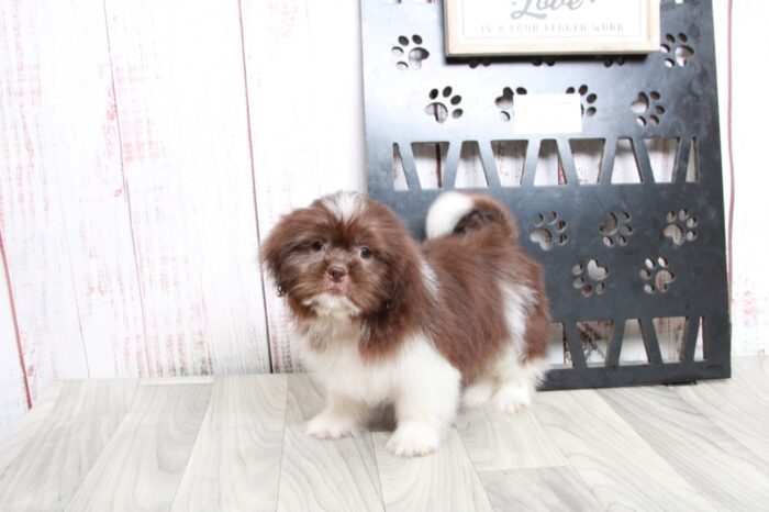Pikachu - Sharp ICA Chocolate Male Shih-Tzu Puppy