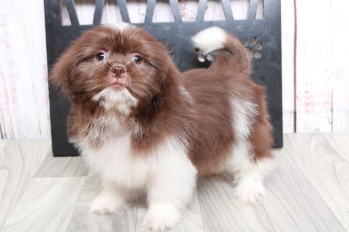 Pikachu - Sharp ICA Chocolate Male Shih-Tzu Puppy - Image 5