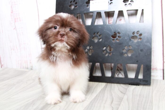 Pikachu - Sharp ICA Chocolate Male Shih-Tzu Puppy - Image 4