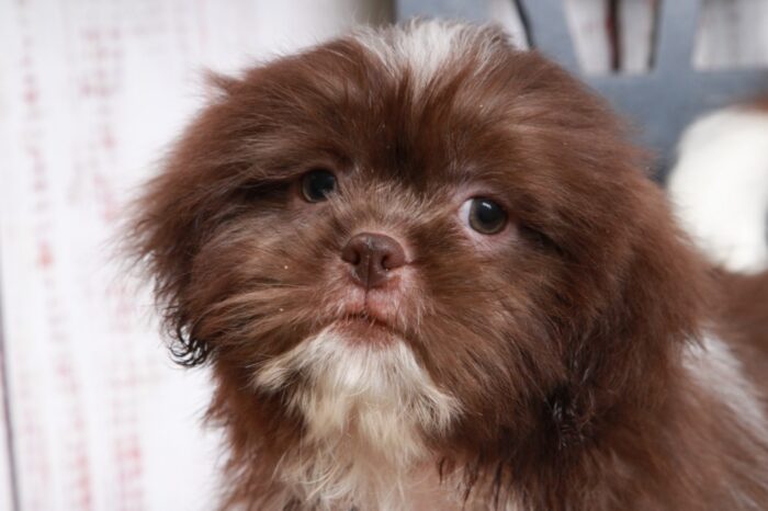 Pikachu - Sharp ICA Chocolate Male Shih-Tzu Puppy - Image 3