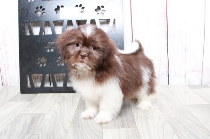 Pikachu - Sharp ICA Chocolate Male Shih-Tzu Puppy - Image 2